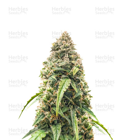 Purple Haze Autoflower — Herbies Seeds
