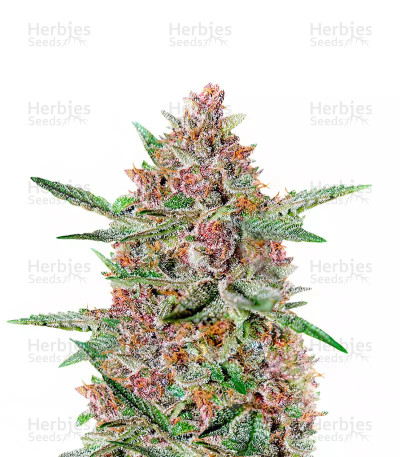 Bubba Kush Marijuana Strain — Green House Seeds