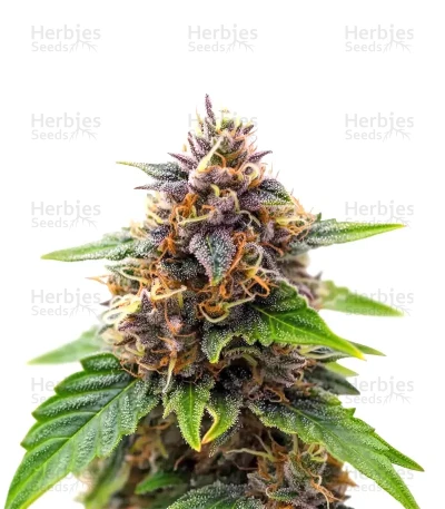 Gorilla King Auto