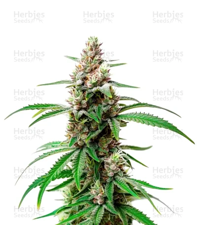 Gush Mints Strain — World Wide Cultivars