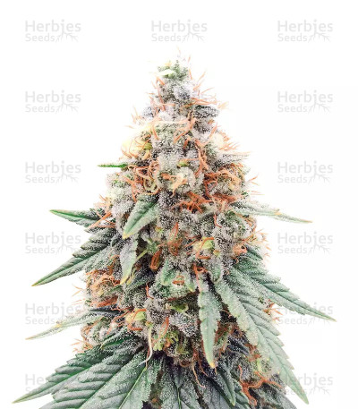 Northern Lights — Herbies Seeds