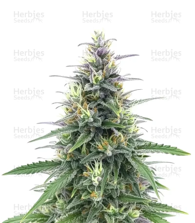 Original Moby Dick — Fast Buds