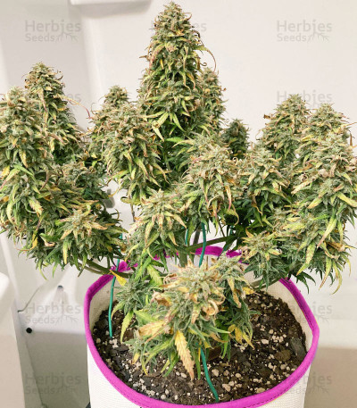 Buy Original Trainwreck Auto Feminized Seeds By Fast Buds - Herbies