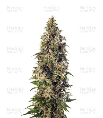 Afghani # 1 Automatic — Sensi Seeds