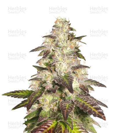 Cookie OX — Rare Dankness Seeds