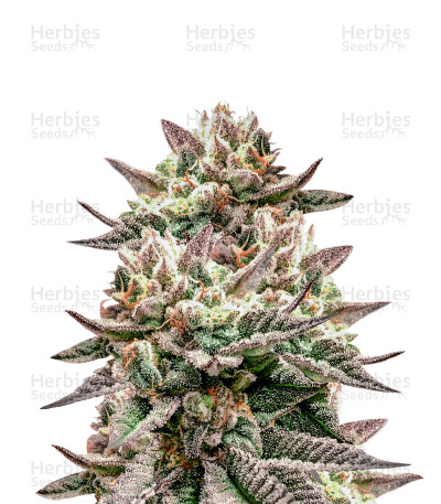 Deadhead OG — Cali Connection Seeds