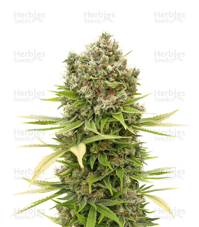 Dinamed CBD Plus — Dinafem Seeds