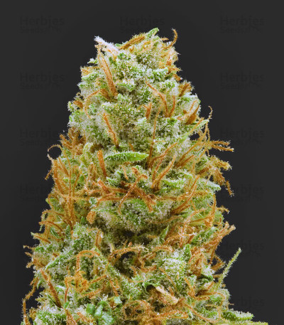 Mango Haze Regular Cannabis Seeds For Sale - Herbies