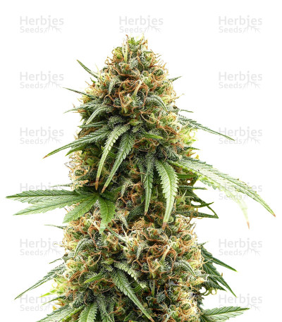 The Cure — Mr. Nice Seedbank