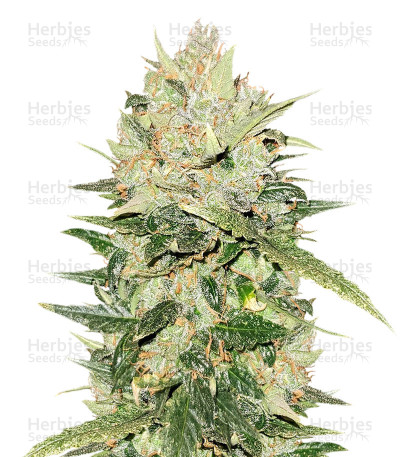 White Critical — Original Sensible Seeds