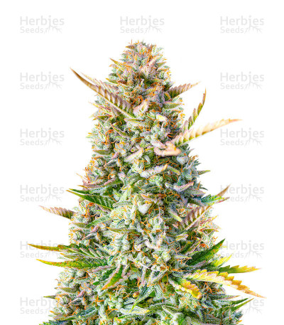 Gorilla Sherbet F1 Fast Version — Sweet Seeds