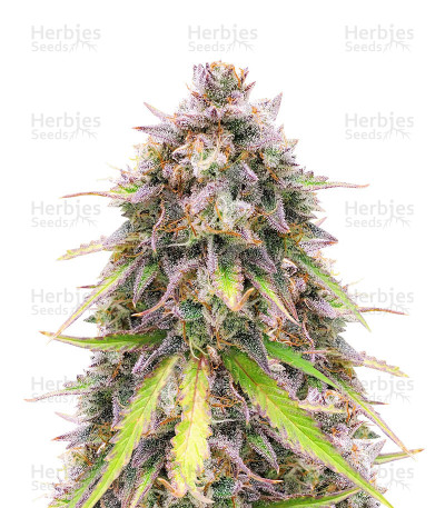 Purple Punch OG — Sweet Seeds