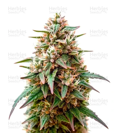 Fat Pete’s Cookies — Super Sativa Seed Club
