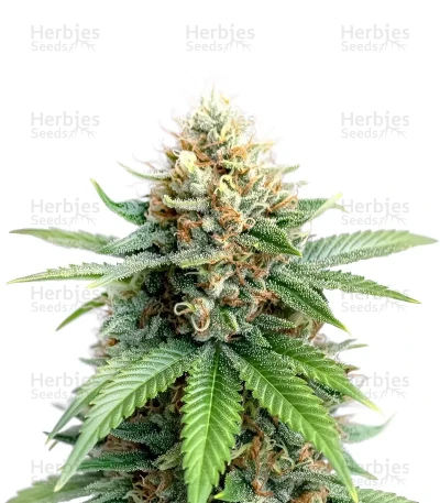 Flowerbomb Kush — Green House Seeds