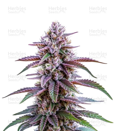 Glookies Auto