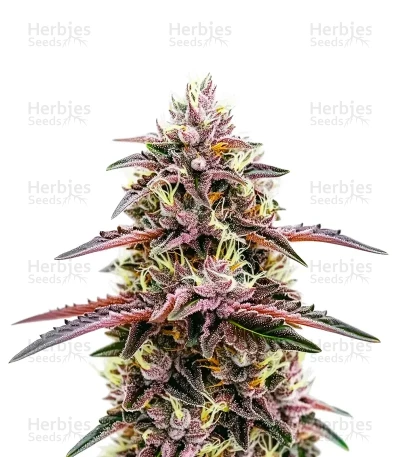 Moonshine Cookies — World Wide Cultivars