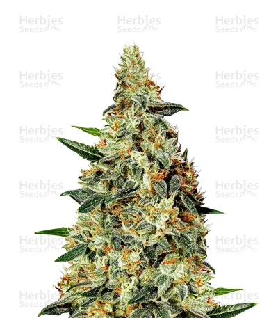 Neville's Haze