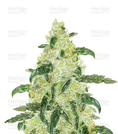 Samsquanch OG Auto — Mephisto Genetics