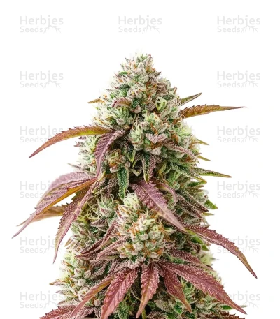West Coast OG x Gelato 41 — Green House Seeds