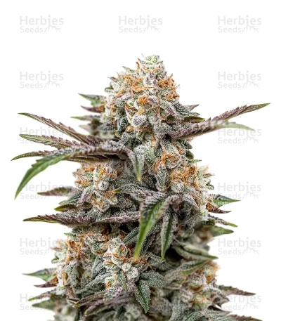 Wonder Pie — Green House Seeds