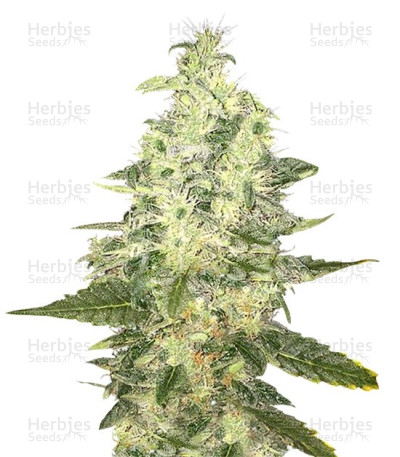 Supreme Kush CBD
