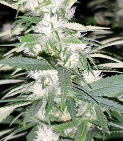 Buy Tropic Punch feminized seeds by Heavyweight Seeds - Herbies