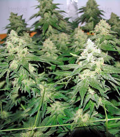 Chronic — Serious Seeds