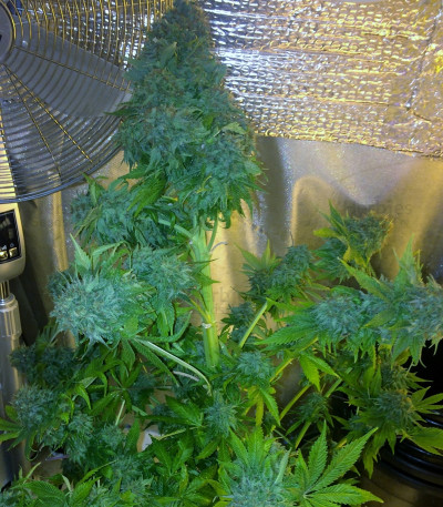 Dream Machine — Heavyweight Seeds