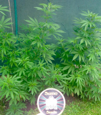 Zombie Haze — Sumo Seeds