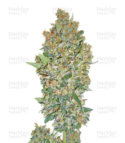 Cheese Berry
