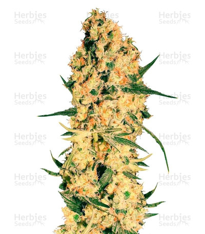 Jamaican Dream