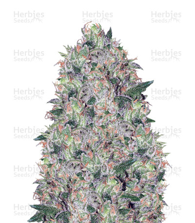 Tom Kush OG — Vision Seeds