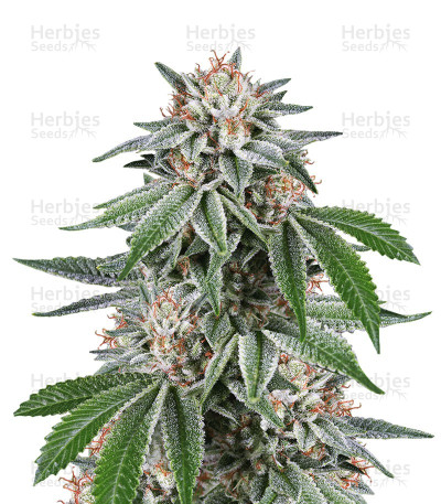 Gorilla — Dinafem Seeds