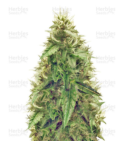 Ak-49 Auto