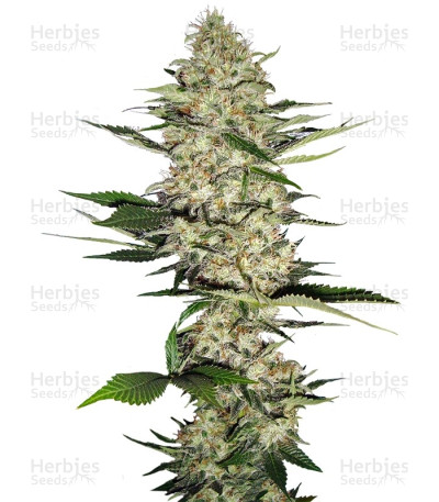 Mr Nice G13 X Hash Plant — Sensi Seeds