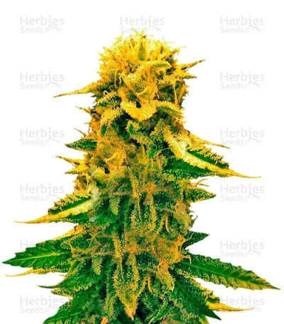 Sugar Black Rose Auto