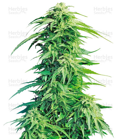Super Hindu Kush — Sumo Seeds