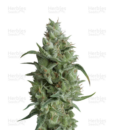 Super OG Kush — Pyramid Seeds