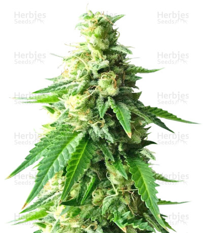 Kali & the Chocolate Factory — Kalis Fruitful Cannabis (KFC) Seeds