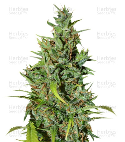 Neville Haze Ryder