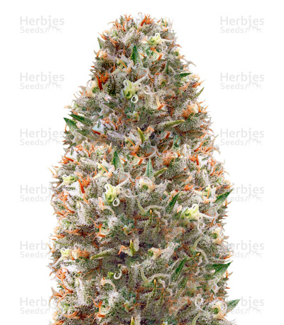 Supreme Lemon — Vision Seeds