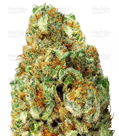 Turbo Bud Auto — Heavyweight Seeds