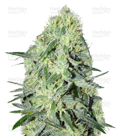 SexBud — Female Seeds