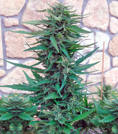 Blueberry Cheese Auto — Barney's Farm