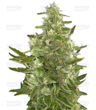 Critical + Autoflowering feminized seeds by — Dinafem Seeds