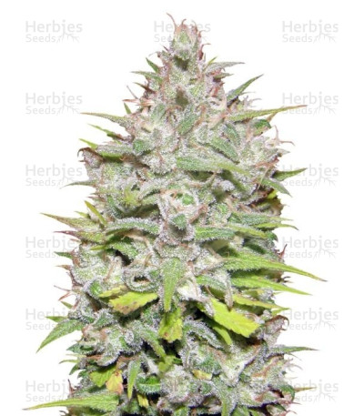 Crystal Candy Auto