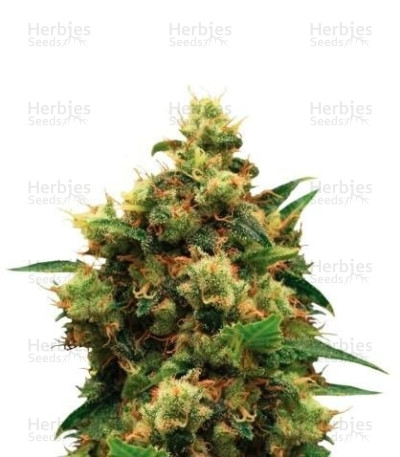 Painkiller XL CBD