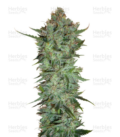 Skunk