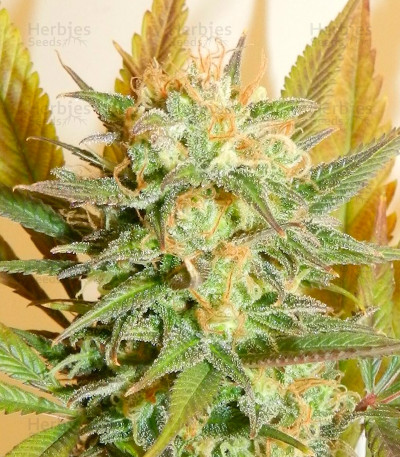 High Level — Eva Seeds
