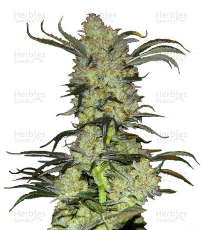 King's Kush